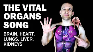 the organs song brain heart lungs liver kidneys