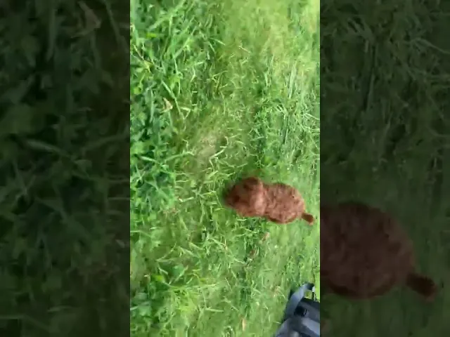 動画