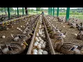 Download Lagu Poultry farm - How farmers raise millions ducks for meat and eggs - Organic egg harvesting