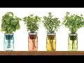 Download Lagu 9 Herbs That Regrow in Water – No Soil Needed!