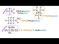 Amines and Amides