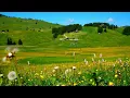 Peaceful Meadow & Bird Songs (No Music) | Pure Nature Sounds for Sleep & Focus
