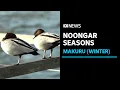 The six Noongar seasons are defined by changes in nature not a date in a calendar ABC News