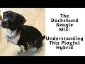 The Dachshund Beagle Mix Doxle Understanding This Playful Hybrid
