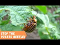 How To Stop The Potato Beetle