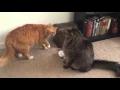 Download Lagu Simba vs Scar Fight Reenactment By My Cats