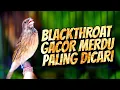 Lagu BLACKTHROAT GACOR MERDU BUAT MASTERAN KENARI CENGKOK MEWAH SYAHDU IDAMAN