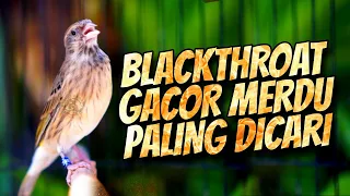 blackthroat gacor merdu buat masteran kenari cengkok mewah syahdu idaman