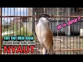 Download Lagu burung cendet gacor JITU BONGKAR FULL MATERI PANCINGAN CENDET AGAR BUNYI,, bikin BURUNG PENTET GACOR