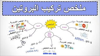 ملخص الوحدة 1 تركيب البروتين 