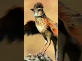 Download Lagu Suara burung branjangan || full durasi klik link di bawah ini https://youtu.be/Y7x416Jxhgg