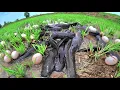 A amazing fishing! catch a lot of fish under grass ln the rice field \u0026 pick duck eggs