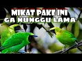Download Lagu Paling Dicari..!! suara pikat cucak ijo  cucak rante/ranting @AnakDesaKicau