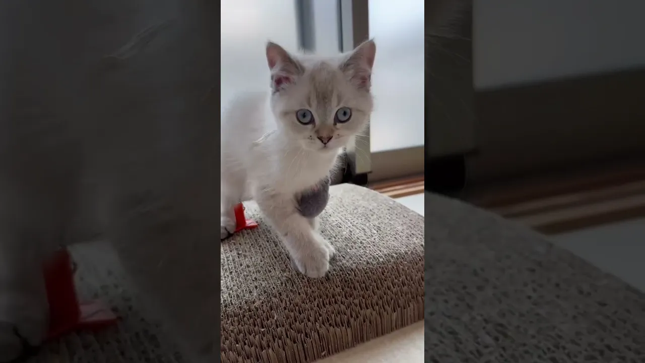 動画