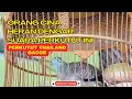 Download Lagu MASTERAN SUARA PERKUTUT BANGKOK JUARA DURASI PANJANG