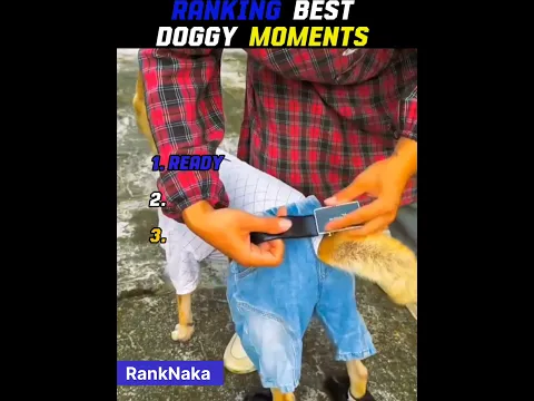Ranking Best Doggy Moments