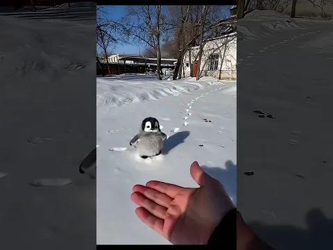 Why are penguins not afraid of humans? π€¨ #viralshorts