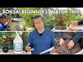 All About Watering Soil Fertilizing for Bonsai Beginners
