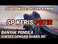 SP KERIS PETIR. suara walet kejar kawin