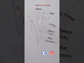 Flower Drawing with Parts Easy Labelled Flower Diagram for Kids