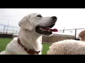 Day in The Life at Wag Hotels