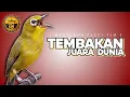 Lagu 🔴 LIVE Masteran Pleci Juara Dunia !!!
