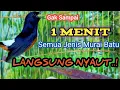 Download Lagu Suara kicauan master murai batu gacor KRETEKANNYA BUAT PACING MURAI JANTAN NAIK BIRAHI DAN EMOSI