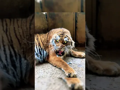 ¡Tigre de Bengala vs Oso Bezudo! #tigredebengala #vs #osobezudo #animalessalvajes