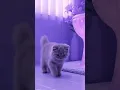 Download Lagu What Is This Cat Doing In The Bathroom?