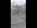 Download Lagu very funy video whatsapp video