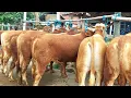 Download Lagu 100 EKOR BARU DATANG BAKALAN SUPER ISTIMEWA🔥 PASAR SAPI PLAOSAN