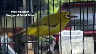 pleci rockdstar endok tatto materi mematikan lawan ngeri