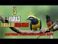 Download Lagu MASTERAN PALING DICARI! 3 Isian Cucak Cungkok Bikin Juara Beruntun!