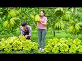 Download Lagu First Time: Harvesting 100+ Giant Buddha’s Hand for Market | Crowds Shocked by This Rare Fruit