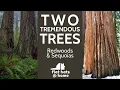 Sequoias VS Redwoods