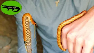Centipede VS Millipede