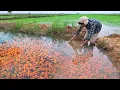 Download Lagu Woow! Found a lot Halfmoon Koi Fish, Orenda Red Cap, Anglefish onther Fish on Rice Field when Rain