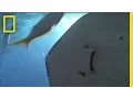 Download Lagu Welcome to Stingray City | National Geographic