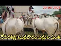 Download Lagu దేవరకద్ర బుధవారం ఎద్దుల సంత | Devarakadra Bulls market | Oxen prices | 20-08-2025 @purnafarms 