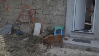 Meet Bobi - the world's oldest dog ever