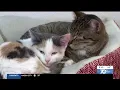 MAKING AN IMPACT Improving the lives of homeless pets in Freeborn County