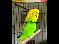 Download Lagu #shorts - PARKIT GACOR ! Parkit Kicau beset crecet masteran murai C ijo anis kacer / Budgie Parakeet