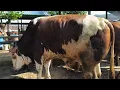 Download Lagu 19 juta !! Sapi Potong Harga Turun Drastis !! Simental Marlboro Calon Kontes !! Pasar Sapi Tuban 