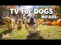 Lagu DOG TV: Best Relaxing Music Stress Relief \u0026 Sleep Aid for Dog Puppies Night Time - Deep Sleep Sounds