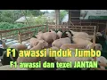 Download Lagu F1 AWASSI INDUK JUMBO SERTA F1 AWASSI DAN TEXEL JANTAN 