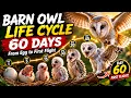 Barn Owl Life Cycle 60 Days From Egg to First Flig