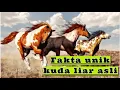 Download Lagu Habitat kuda liar asli || belajar mengenal hewan