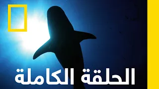 هجوم أسماك القرش خاص القروش ناشونال جيوغرافيك أبوظبي  هجوم أسماك القرش خاص القروش ناشونال جيوغرافيك أبوظبي