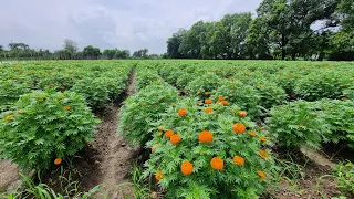 Kam jamin se kisan Jyada Income kainse Karen  | Hightec farming | Smart Business Plus