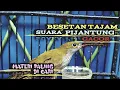 Download Lagu Masteran pijantung besetan tajam|bikin tambah MATERI makin ganas